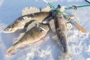 Zander pris sur un équilibreur en hiver