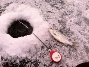 Technique et tactique d'attraper le gardon avec une gigue en hiver