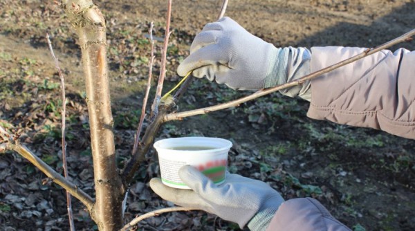 Prendre soin des cerises après la taille au printemps