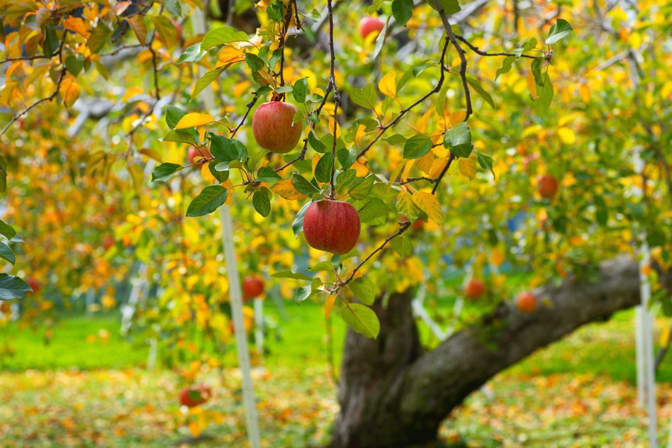 Soin des pommiers au printemps et lutte antiparasitaire