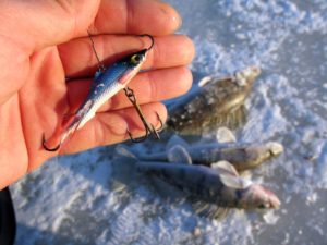 Équilibreurs de capture pour le sandre en hiver