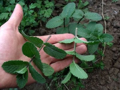 Faire pousser de la menthe à la maison sur un rebord de fenêtre à partir de boutures