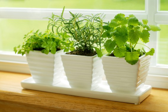 De plus en plus de menthe sur un rebord de fenêtre dans un appartement