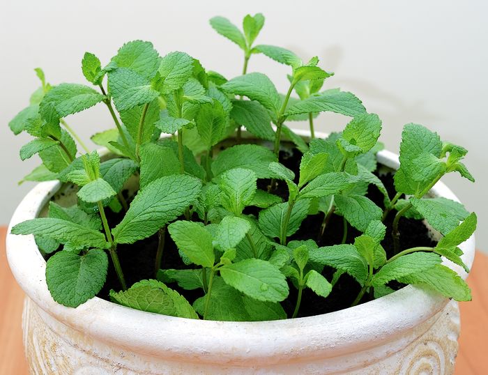 Faire pousser de la menthe à la maison sur un rebord de fenêtre