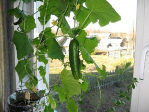 Cultiver des concombres sur la fenêtre