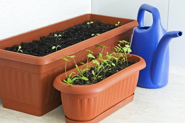 Cultivo de perejil en el alféizar de una ventana en un apartamento