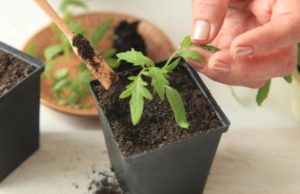 Cultiver des tomates à la maison