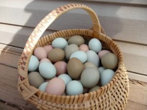 Oeufs de différentes couleurs (coquilles) chez les poulets