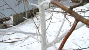 Pourquoi blanchir un pommier