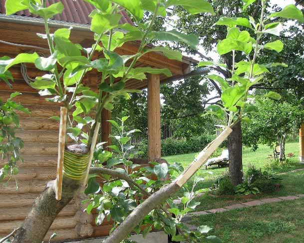 Pourquoi planter un pommier au printemps - Avantages