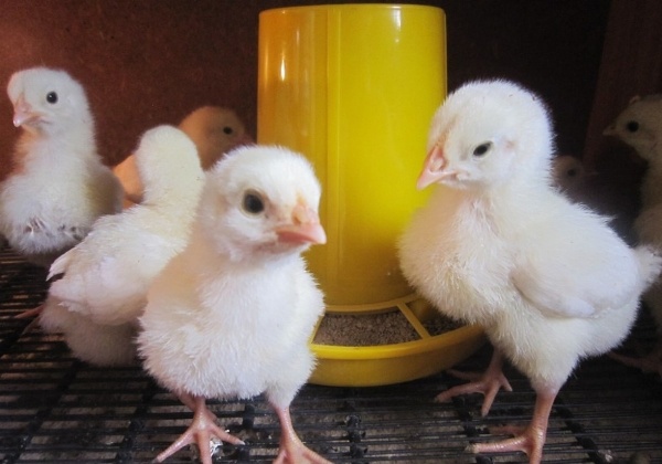 Poussins en bonne santé