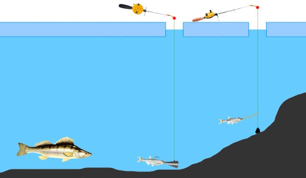 Pêche au sprat d'hiver pour le sandre