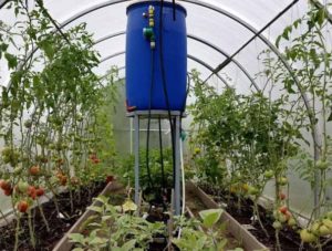 Arrosage automatique des tomates dans la serre