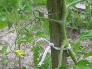 Comment attacher les tomates