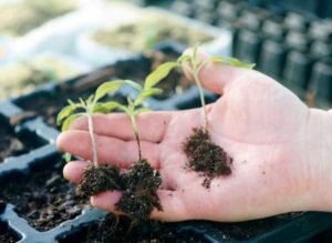 Patte noire de plants de tomates