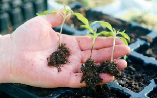 Patte noire de plants de tomates