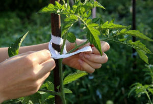 Quoi utiliser pour les tomates jarretière