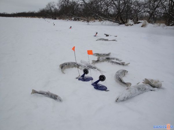 Où et comment mettre les gouttières sur le brochet en hiver