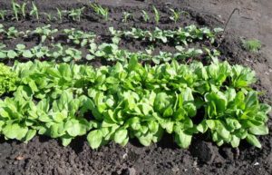 Où faire pousser des épinards dans le jardin