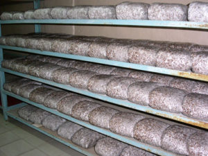 Cómo almacenar el micelio del hongo ostra