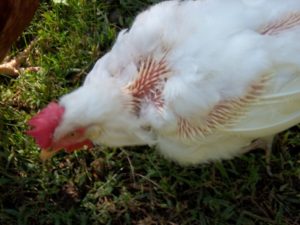 Comment l'art des poules mues