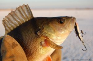 Comment attraper une perche sur un balancier en hiver