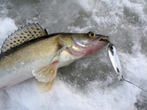 Comment troller le doré en hiver