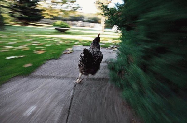 Comment préparer votre poulet pour la coupure des ailes