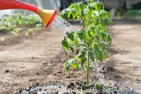 Comment arroser correctement les tomates