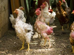 Comment prendre soin des poulets pendant la mue