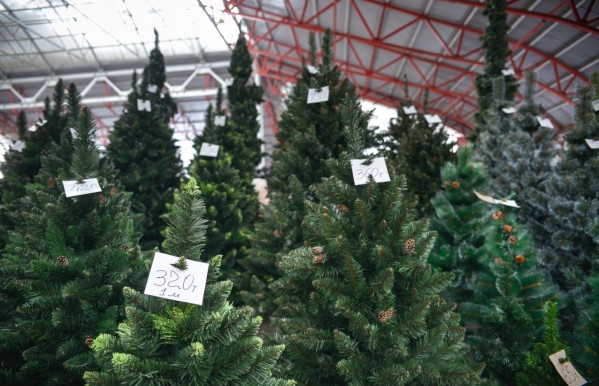 Comment choisir un arbre de Noël vivant pour la nouvelle année