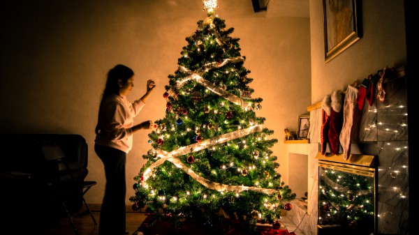 Comment choisir, installer et conserver un arbre vivant pendant longtemps