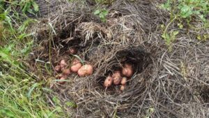 Comment faire pousser des pommes de terre sous la paille