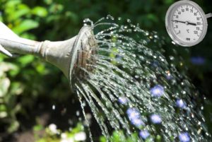 Quelle eau pour arroser les tomates - tiède ou froide