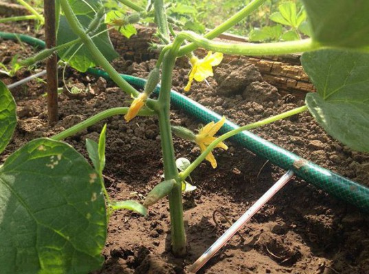 Arrosage goutte à goutte à faire soi-même des concombres