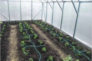 Irrigation goutte à goutte de tomates