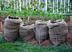 Pommes de terre en sacs