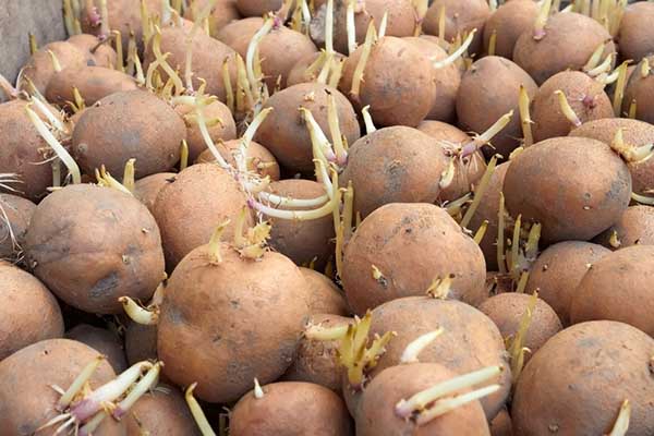 Tubercules de pomme de terre pour la plantation