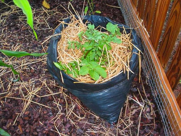 Pommes de terre dans un sac