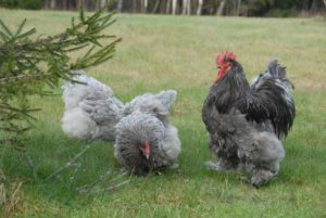 Quand les poulets de viande commencent à pondre