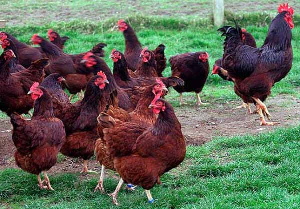 Lorsque les poulets de la direction de la viande et des œufs commencent à pondre