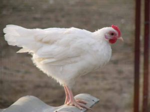 Quand les poules de la direction des œufs commencent à pondre