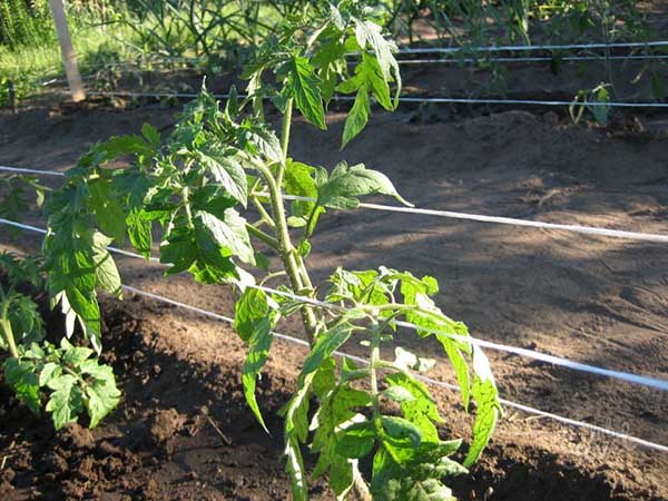 Quand attacher les tomates