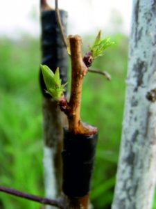 Quand planter des abricots au printemps