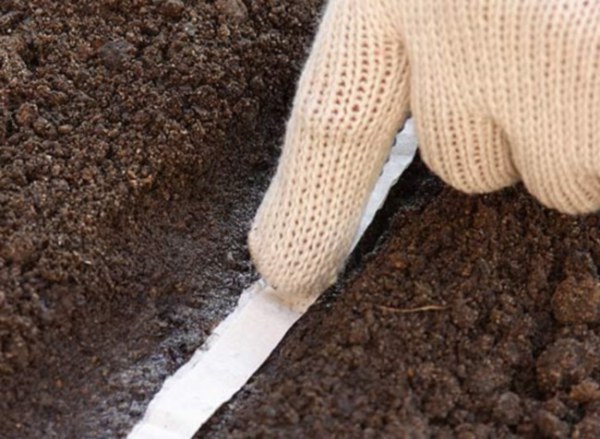 Quand planter des carottes de semence à l'extérieur au printemps