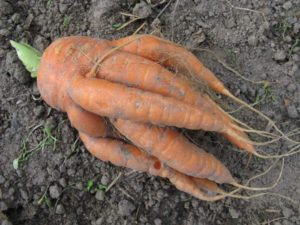 Carottes noueuses