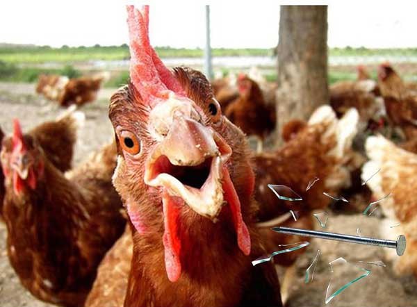 Le poulet a marché sur un clou ou un verre brisé