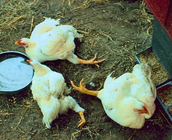 Les poulets et les poulets tombent à leurs pieds