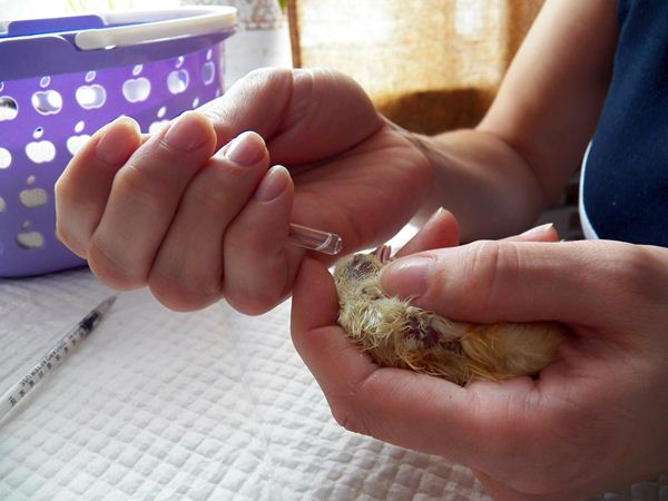 Traitement des poulets avec de la vodka