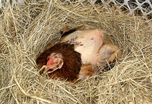 Mue chez les poules pondeuses